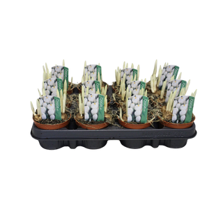 Bol op pot Crocus Jeanne D Arc (Wit)