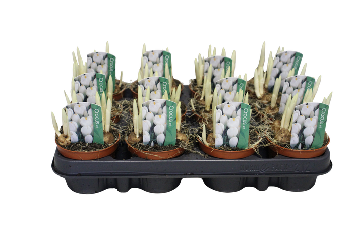 <h4>Bol op pot Crocus Jeanne D Arc (Wit)</h4>