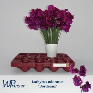 LATHYR BORDEAUX