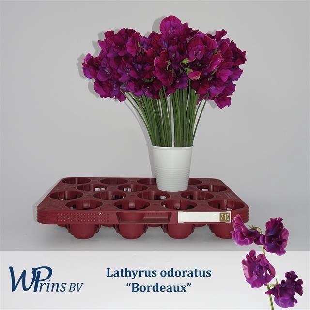 <h4>LATHYR BORDEAUX</h4>