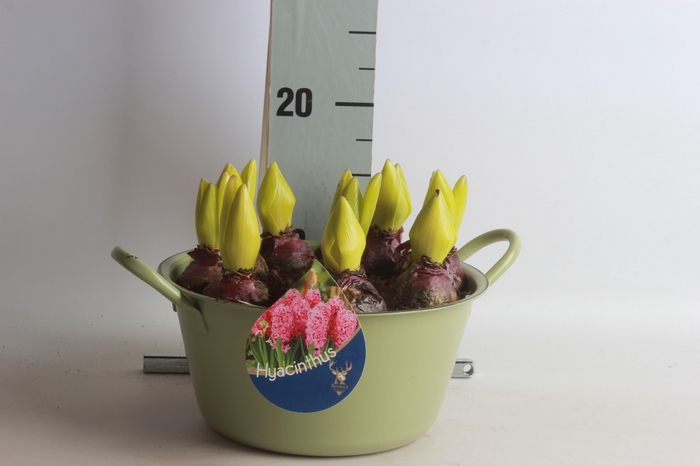 <h4>ARR HYACINTH</h4>