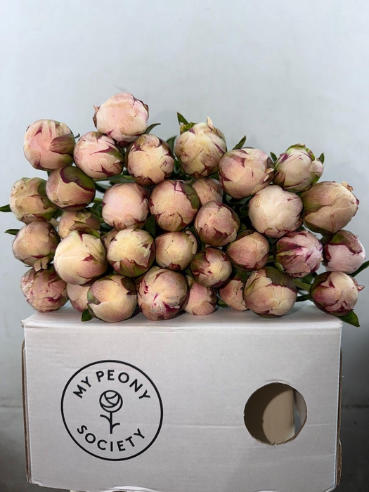 <h4>Paeonia Odile</h4>