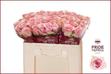 <h4>R Gr Athena Royale</h4>