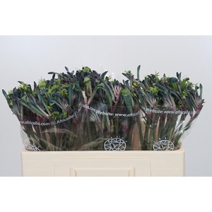 Anigozanthos Celebrations Firework