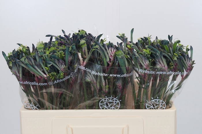 <h4>Anigozanthos Celebrations Firework</h4>