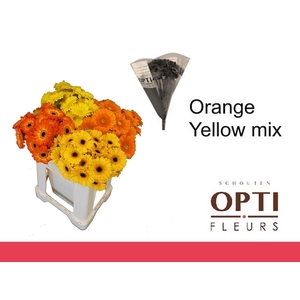 Germini Mix Orange - Yellow Water/Hoes x80