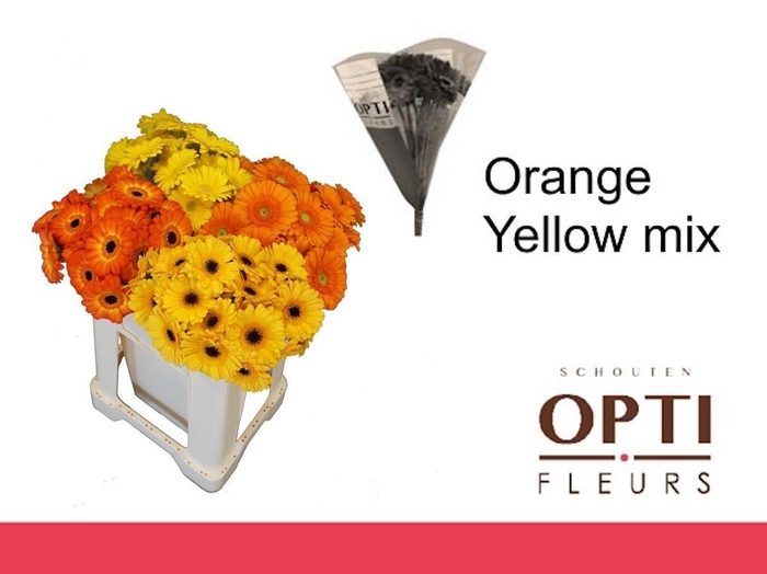 <h4>Germini Mix Orange - Yellow Water/Hoes x80</h4>