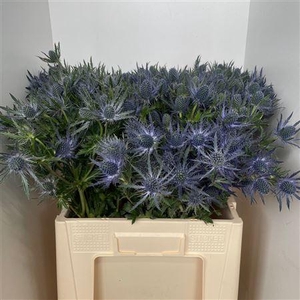 Eryn Mag Blue Lagoon Mega