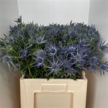 <h4>Eryn Mag Blue Lagoon Mega</h4>