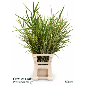 GREVI ASPLENIIFOLIA