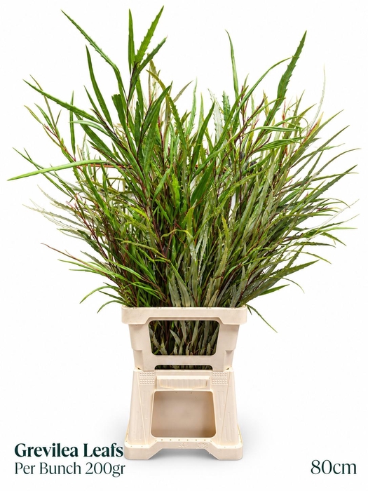 <h4>GREVI ASPLENIIFOLIA</h4>