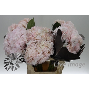 Hydrangea pink light