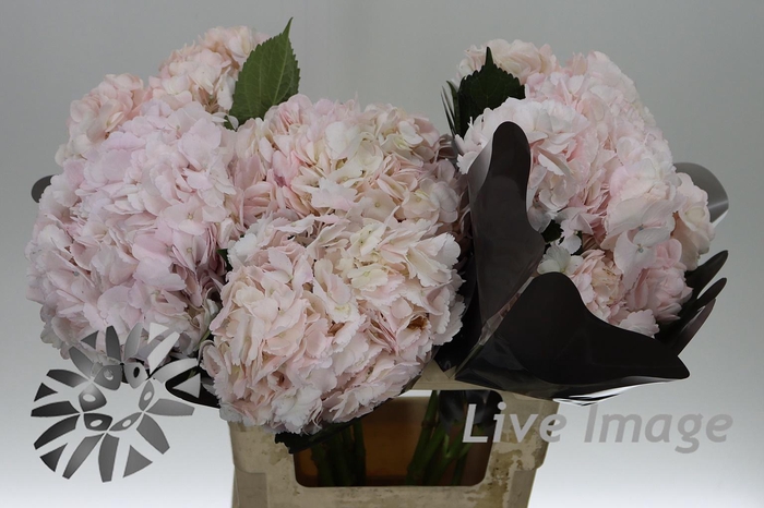 <h4>Hydrangea pink light</h4>