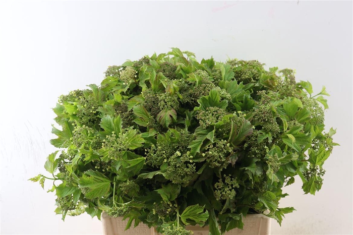<h4>Viburnum Opulus 60cm P Stem</h4>
