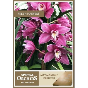 MAY MONIQUE PRINCESS.