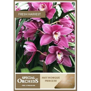 MAY MONIQUE PRINCESS.