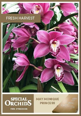 <h4>MAY MONIQUE PRINCESS.</h4>