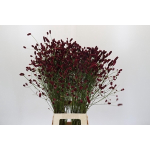 Sanguisorba Officinalis