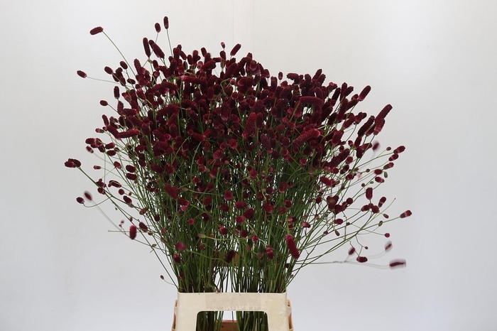 <h4>Sanguisorba Officinalis</h4>