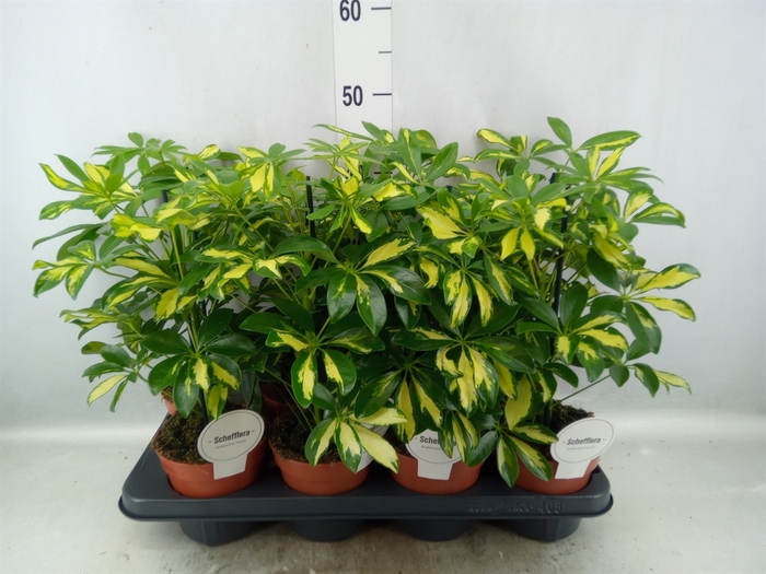 <h4>Schefflera arbor. 'Gerda'</h4>