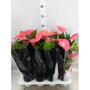 Anthurium andr. 'Colorado'