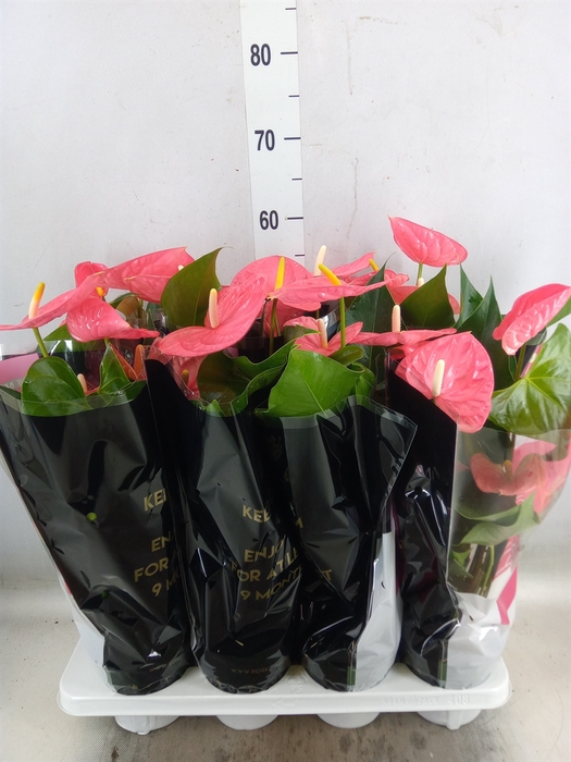 <h4>Anthurium andr. 'Colorado'</h4>