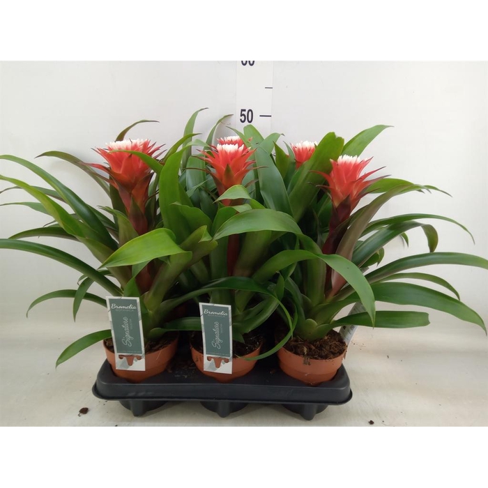 <h4>Guzmania 'Hope'</h4>