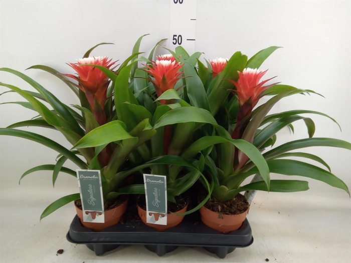 <h4>Guzmania 'Hope'</h4>