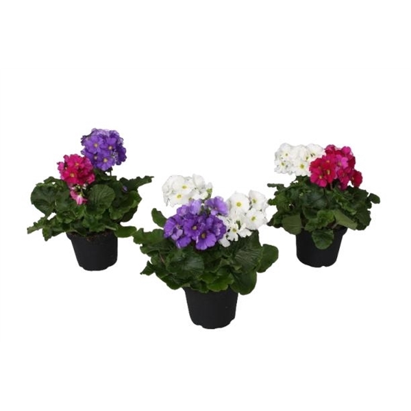 <h4>Primula 'Touch Me' Duo Carnaval</h4>