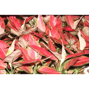 AGLAONEMA CHERRY BABY P12