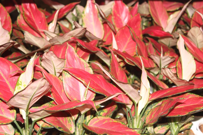 <h4>AGLAONEMA CHERRY BABY P12</h4>