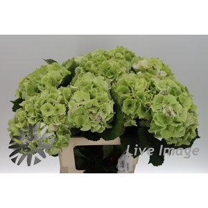 Hydrangea mag emerald classic