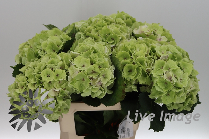 <h4>Hydrangea mag emerald classic</h4>