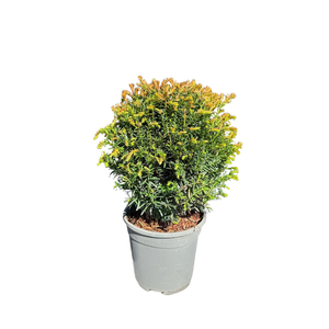 Taxus Bol P17