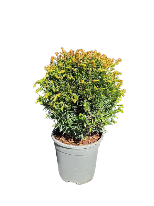 <h4>Taxus Bol P17</h4>