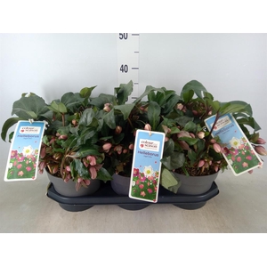 Helleborus  'Angel Glow'