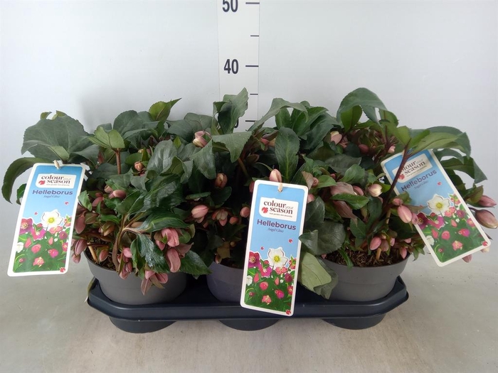 <h4>Helleborus 'Angel Glow'</h4>