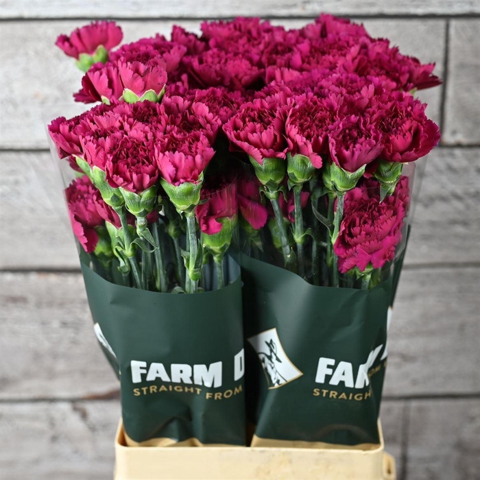 <h4>Di St Farieta</h4>