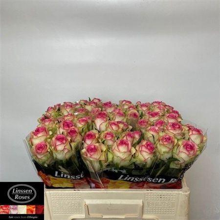 <h4>R Gr Bloosz</h4>