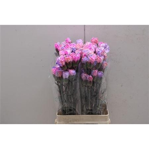 Di St Tinted Rosa 2004