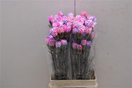 <h4>Di St Tinted Rosa 2004</h4>