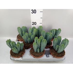Cereus   ...