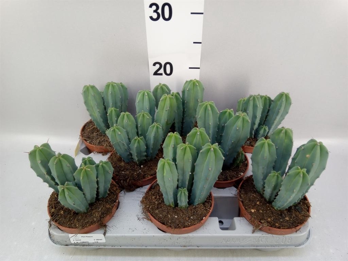 <h4>Cereus   ...</h4>