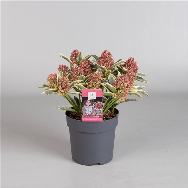 <h4>Skimmia Magic Marlot 4-6</h4>