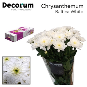 CHR T BALTICA DECORUM