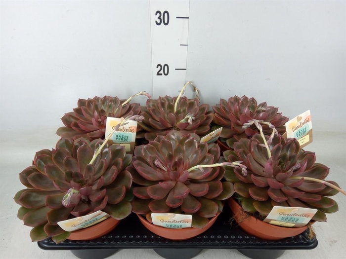 <h4>Echeveria ...</h4>