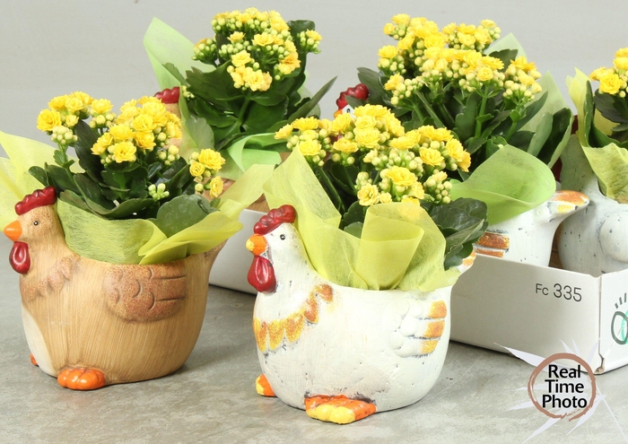 <h4>ARR KAMERPL</h4>