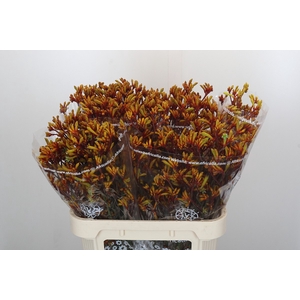Anigozanthos Gold Fever