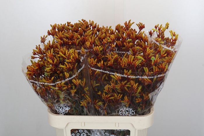 Anigozanthos Gold Fever