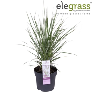 Calamagrostis x Overdam